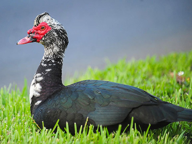 Deshi China Duck (দেশী চিনা হাঁস)