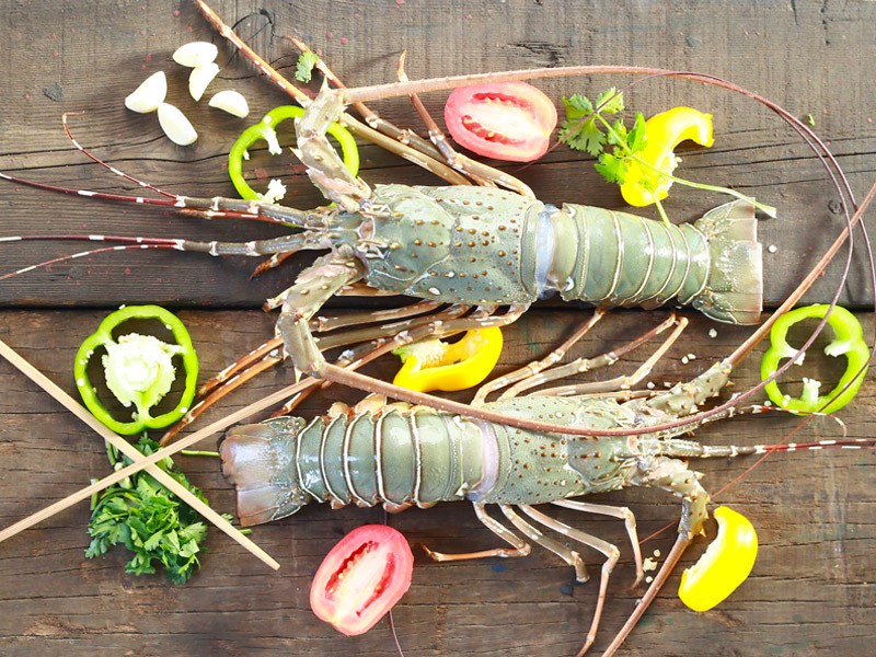 Sea Lobster Whole (Size: 300gm)
