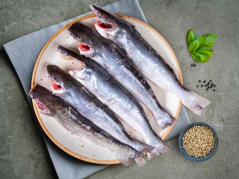 Sea Rita Fish Clean & Dressed.  One of the most famous fishes in the world market having high